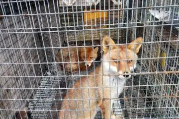 It is not all magic and happiness. A small number of foxes are placed in small cages with little shelter or stimulation