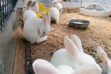 The invasion of cuteness: baby bunnies!!