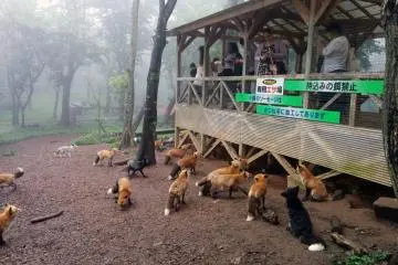 Foxes can only be fed from this platform. They get very excited and the raised ground is for your protection