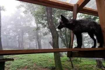 A black fox gazes into the distance
