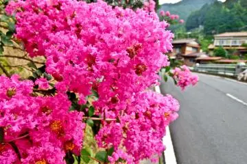 <p>Some beautiful pink flowers along the approach to San-taki (Three-Waterfalls)</p>