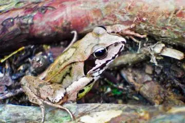 <p>Making some friends along the way</p>
