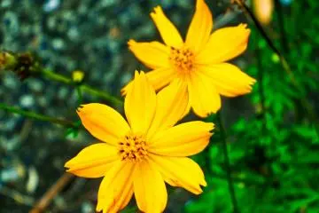 <p>Just some of many colorful flowers found along the riverbed</p>