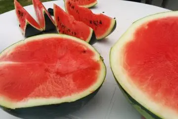 <p>Comparing watermelons</p>