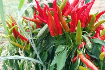 <p>Chili / togarashi</p>
