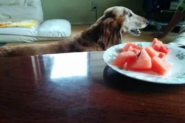 <p>Okui-san's dog is also a watermelon fan!</p>