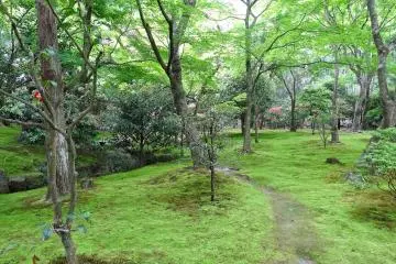 <p>ทางเดินที่โค้งขึ้นเนินเขา ลอดใต้เงาไม้ใหญ่ที่แผ่กิ่งก้านและใบบดบังแสงอาทิตย์ ใต้โคนไม้ใหญ่เหล่านั้นมีต้นมอสที่เติบโตแผ่ไปทั่วบริเวณ ดูเหมือนพรมสีเขียวนุ่ม</p>