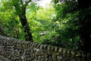Pemandangan pepohonan ketika menuju jembatan