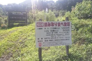 <p>1000 yen for a one hour all you can eat blueberry fest (500 for children)</p>