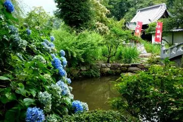 <p>Hydrangeas by the pond</p>