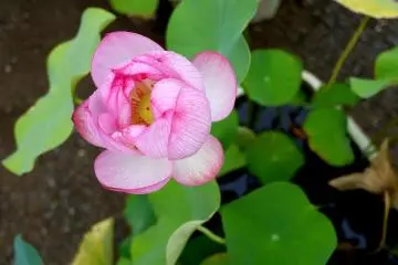 <p>Raindrops glisten on a pink lotus flower</p>