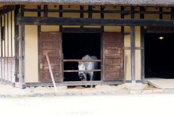 <p>อีกด้านหนึ่งของบ้านรูปตัว Lใช้เป็นที่เลี้ยงม้าในช่วงฤดูหนาว</p>