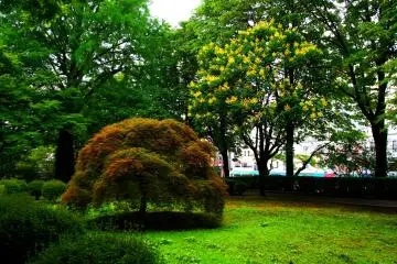 <p>Beautiful greens, reds and browns of the park</p>