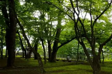 <p>Sit at a bench under a canopy of trees</p>