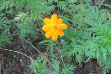 <p>Flowers at the open-air museum</p>