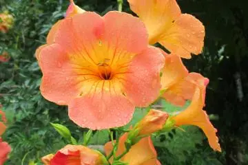 <p>Flowers grow around the park</p>