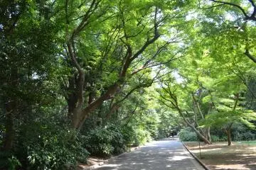 <p>ทางเดินสองข้างทางเต็มไปด้วยต้นไม้นานาชนิด</p>
