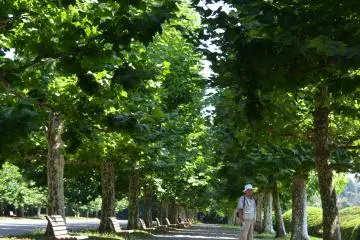 <p>ทางเดินชมวิวในช่วงดอกซากุระบาน</p>
