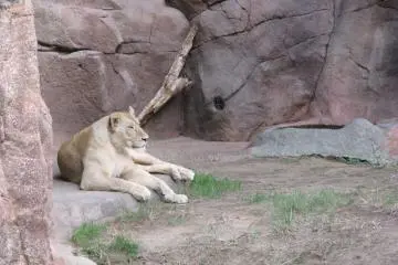 <p>여름 열기를 피해 쉬고 있는 암사자</p>