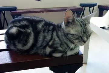 <p>Sleepy kitty</p>