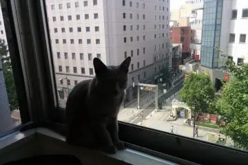 <p>''The view from up hear is purr-fect''</p>