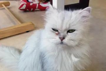 <p>Fluffy kitty</p>