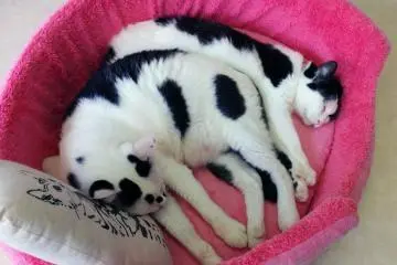 <p>Cow kitties!&nbsp;</p>