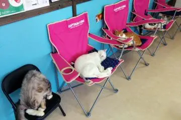 <p>Thankfully there are enough places for the cats and humans to sit, but not in this corner</p>