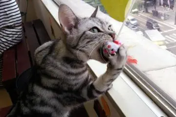 <p>Some of the cats enjoy playing with toys</p>