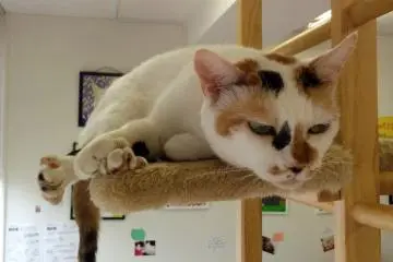 <p>This one is a little grumpy after waking up</p>