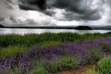 Seas of lavender at the annual Fujikawaguchiko Herb Festival