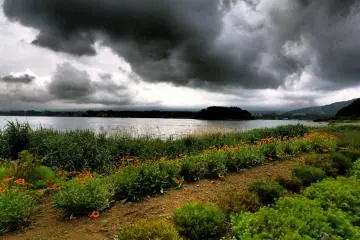 Bright flowers, dark skies