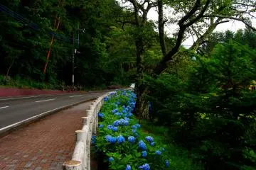<p>The blue hydrangeas are bright, despite the lack of sun</p>