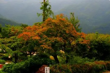 <p>Colour is still provided by the summer leaves around&nbsp;Kawaguchi-ko</p>