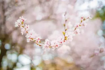 <p>นอกจากภายในสวน Kenroku แล้ว พื้นที่รอบนอกของสวนก็ยังสามารถชมความงามของดอกซากุระได้เช่นกัน ซึ่งตามทางเดินระหว่างสวน&nbsp;Kenroku และปราสาทคานาซาว่าก็ยังคงเต็มไปด้วยซากุระที่เรียงรายตลอดสองข้างทาง</p>