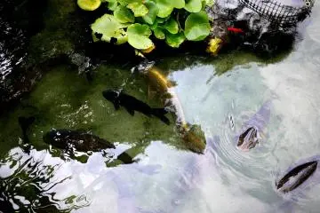<p>The pond contained many koi, but there was one very beautiful golden koi</p>