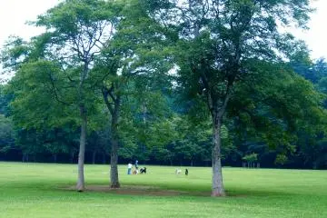 <p>The suburbs are better for dogs!</p>