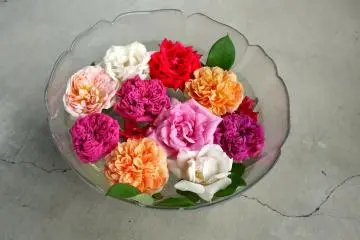 <p>This bowl of old-fashioned roses was sitting on the porch</p>
