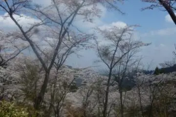 Along the trail from Takao to Jimba