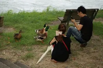 <p>มีเป็ดสู้กล้องด้วย ยืดคอกันใหญ่</p>