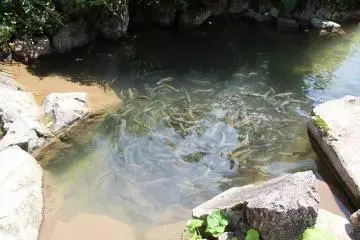 양식지는 10개가 넘는다. 채란을 위한 부모마마고가 있는 연못에는 체장 40센치 정도의 큰 어미가 있다