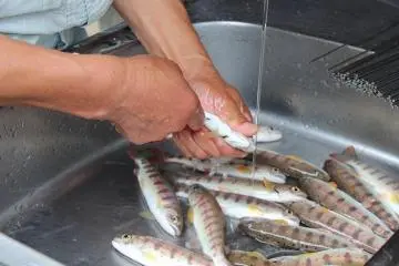 잡은 아마고는 그 자리에서 처리