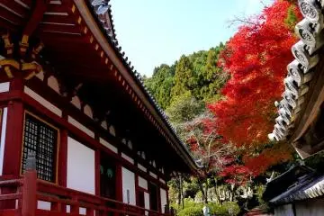 <p>Glorious red maple overhanging the wall</p>