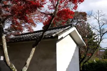 <p>A maple tree stands over a thick walled storehouse</p>