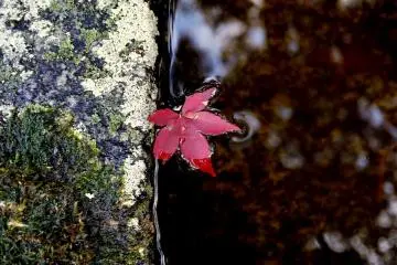 <p>Red leaf floating in a water basin</p>