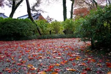 <p>Autumn leaves on the path</p>