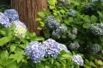 <p>Hydrangeas at the base of the cedar trees.</p>