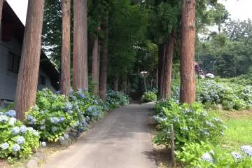 <p>The access road, viewed from the main road.</p>