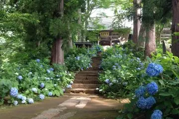 <p>The stairway up to the temple gate, here too with hydrangeas all over.</p>