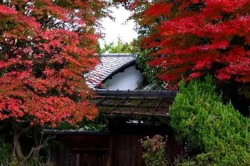 <p>Two gloriously scarlet maples flank a rustic gate</p>